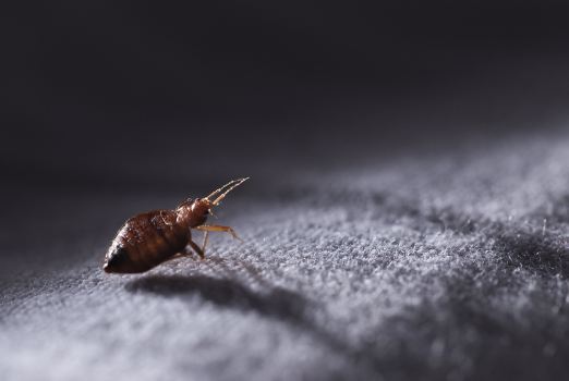 Can You Get Sick from Bed Bug Bites