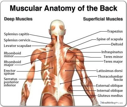 All About the Back Muscles