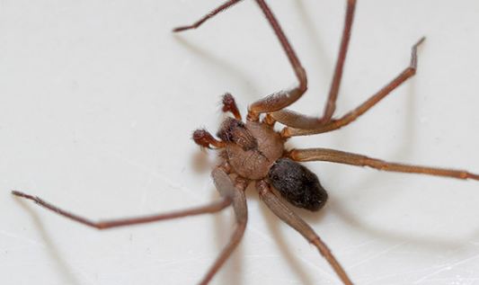 Brown Recluse Spider Bite Stages