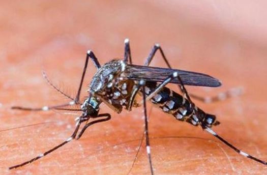 Which Insect carries a Sickness called Malaria