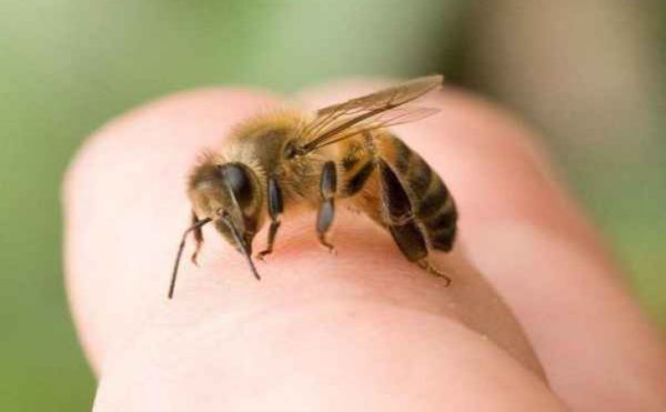 4 Home Remedies to Relieve Bee Stings