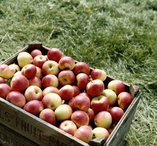 Check out 8 Health Benefits of Apple