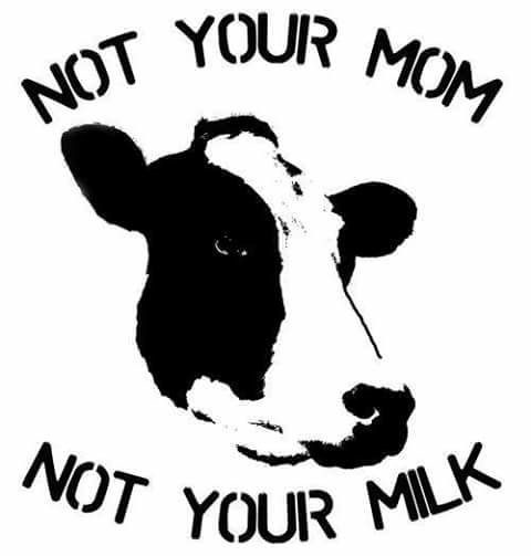 Why Humans Should Not Drink Cow's Milk?